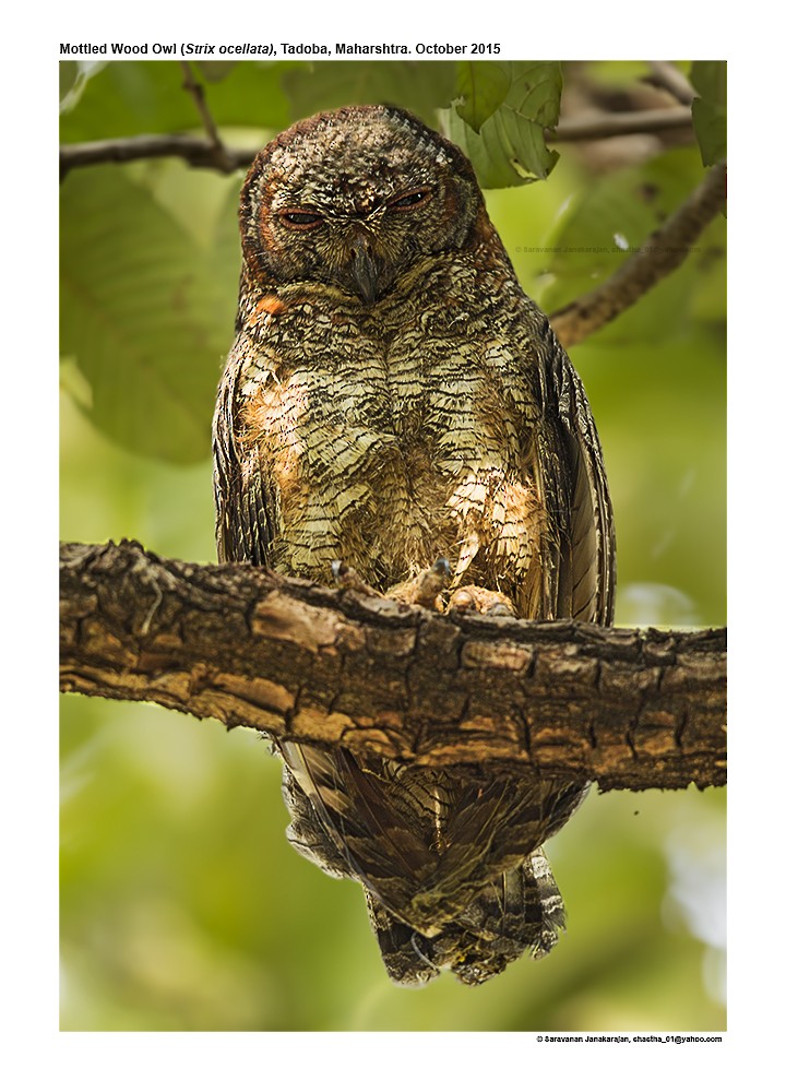Mottled Wood-Owl - ML617221681