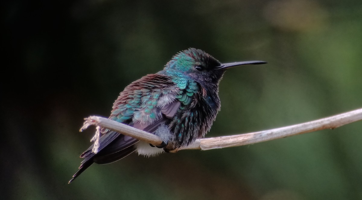 kolibřík safírovohrdlý - ML617221719