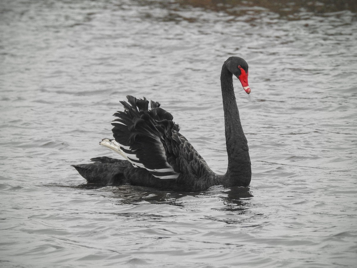 Black Swan - ML617221740