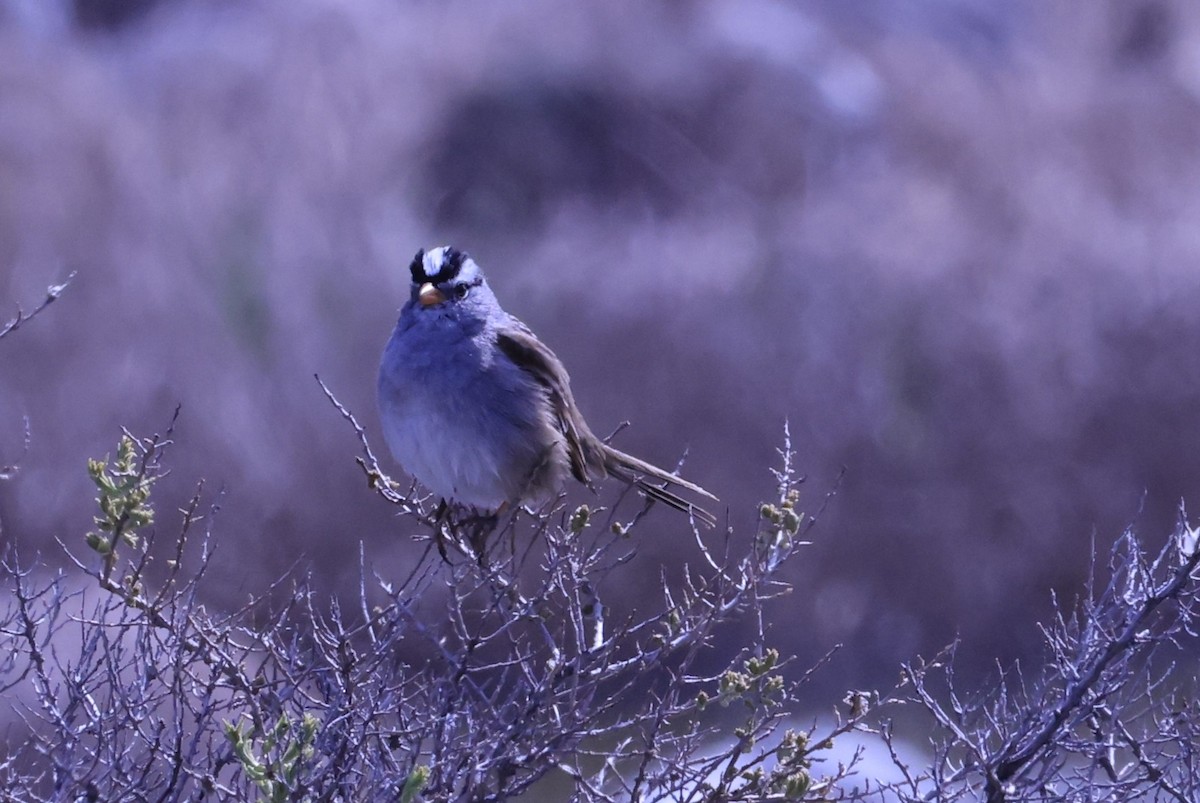 White-crowned Sparrow (Gambel's) - ML617221843
