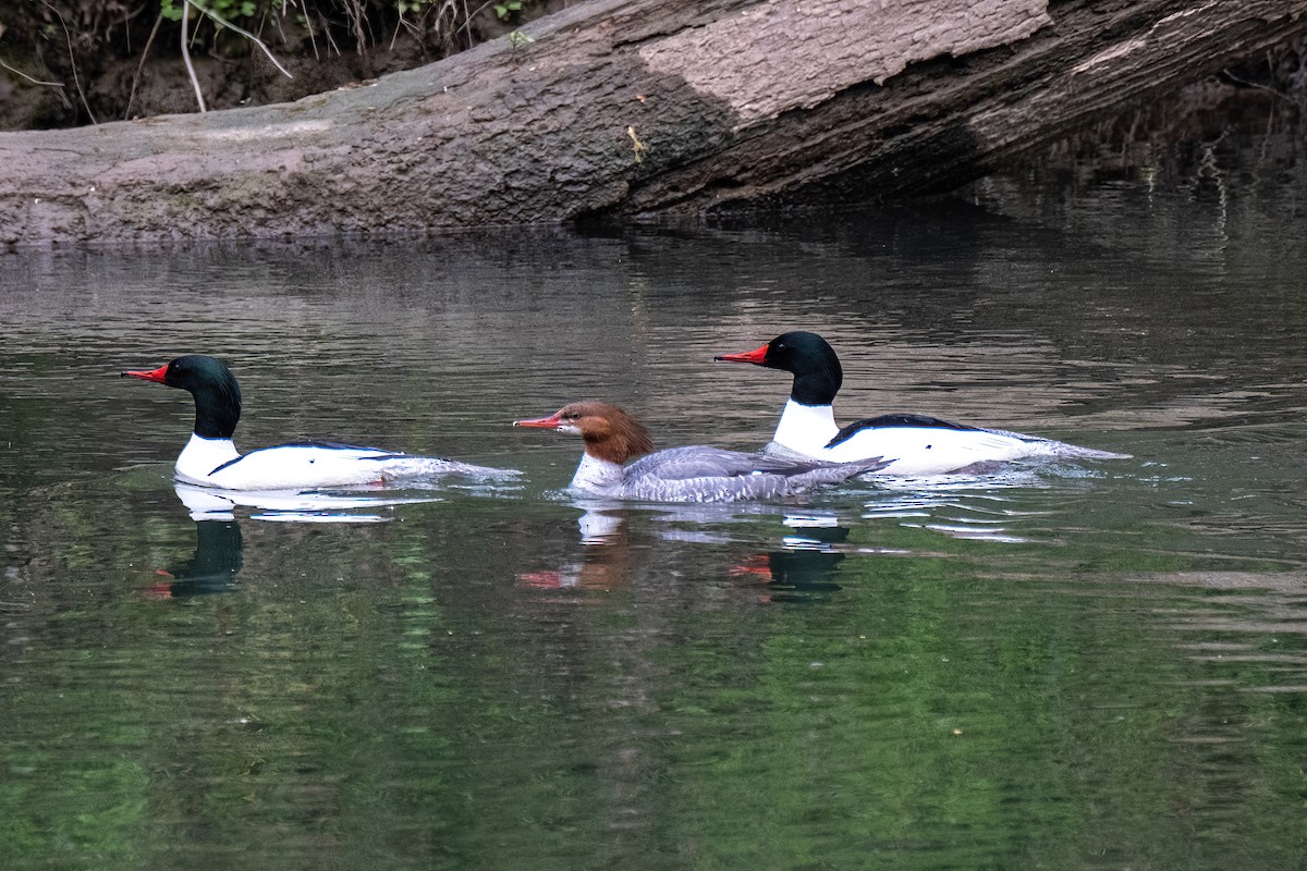 eBird Checklist - 10 Apr 2024 - Explore Park - 2 species