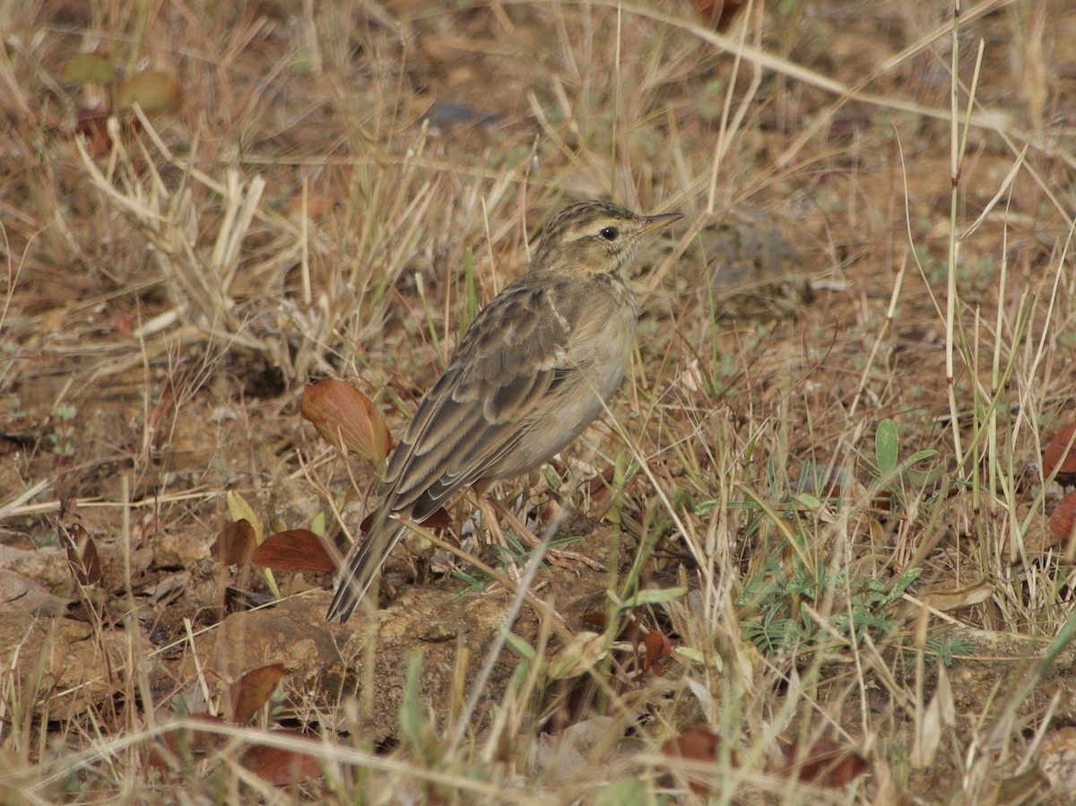 African Pipit - ML617221858