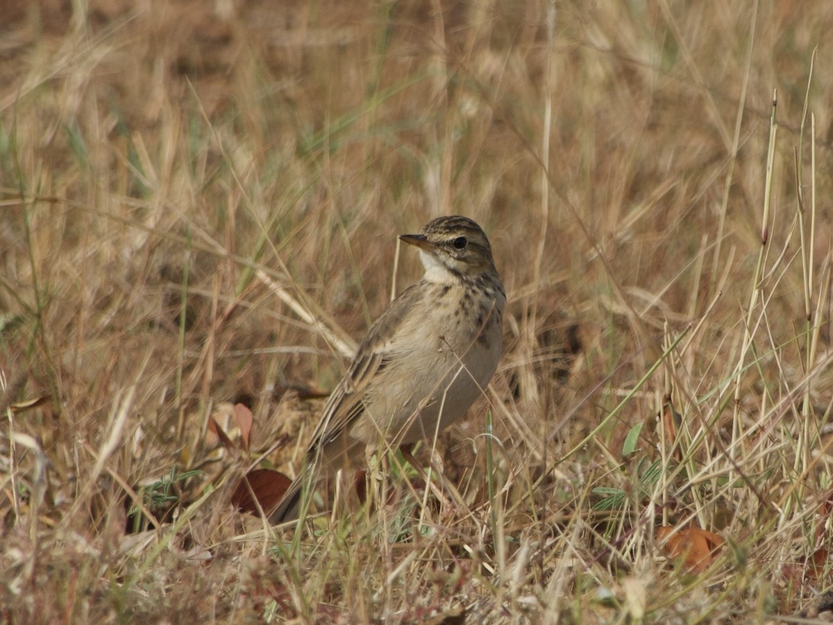 African Pipit - ML617221859