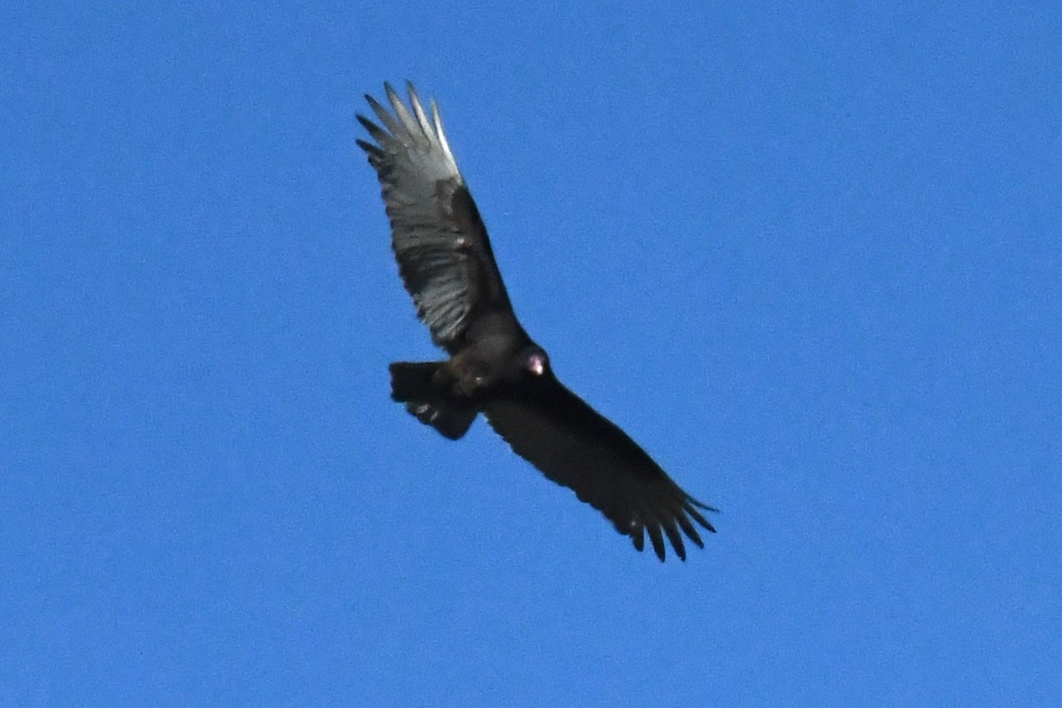 Turkey Vulture - ML617221922