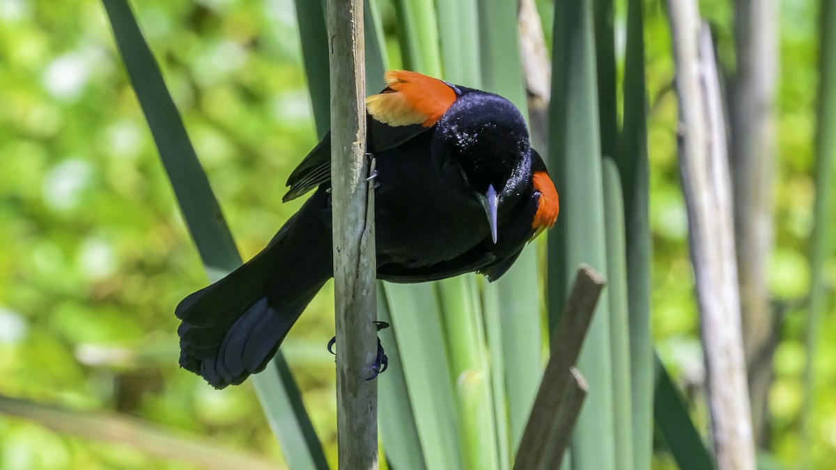 Red-winged Blackbird - David Baker