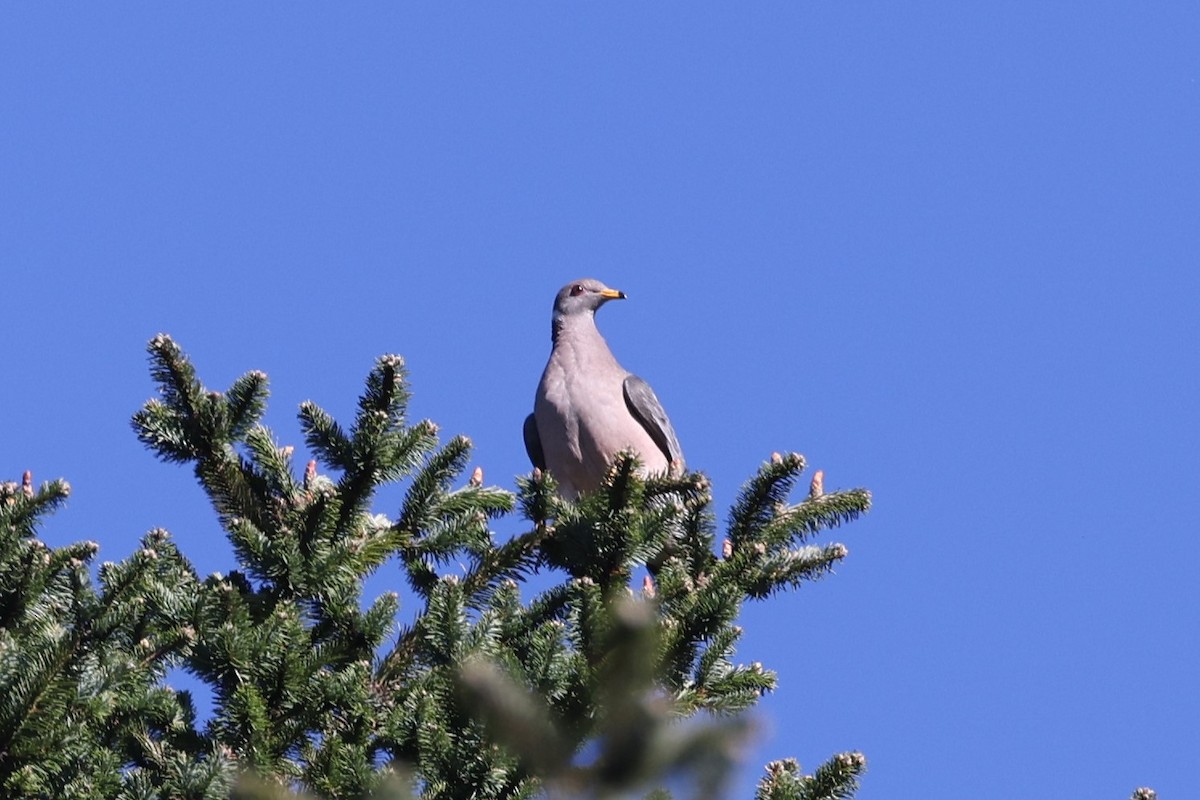 Band-tailed Pigeon - ML617222039