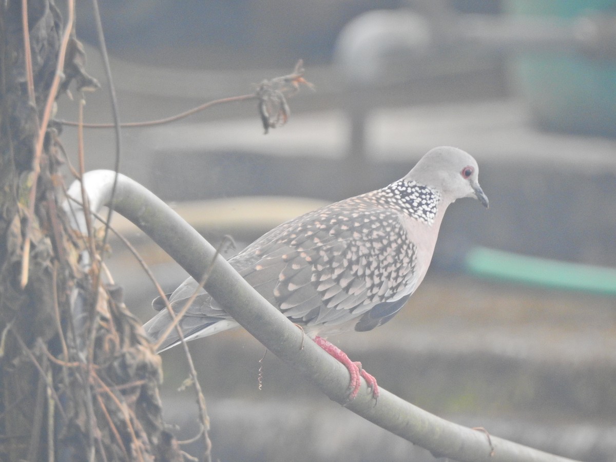 Spotted Dove - ML617222048