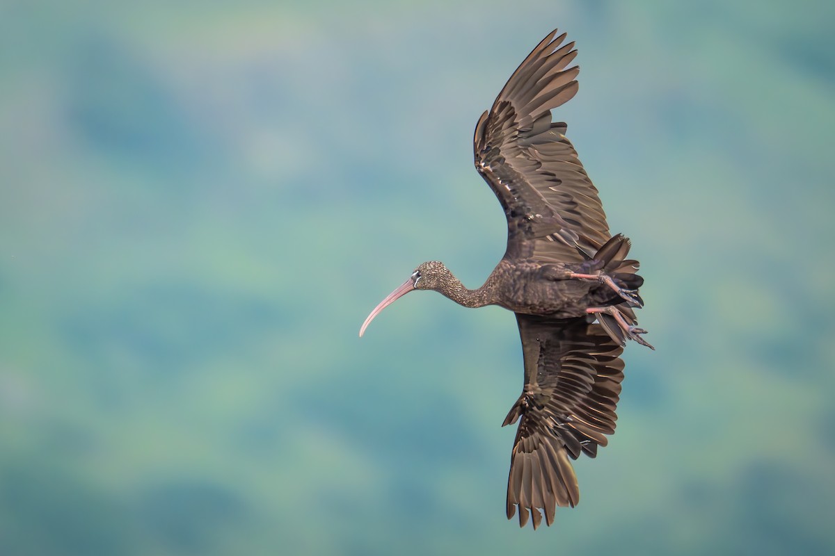 Glossy Ibis - Uriel Levy