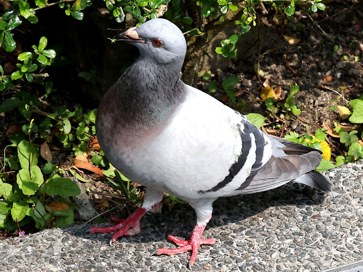 Rock Pigeon (Feral Pigeon) - ML617222138