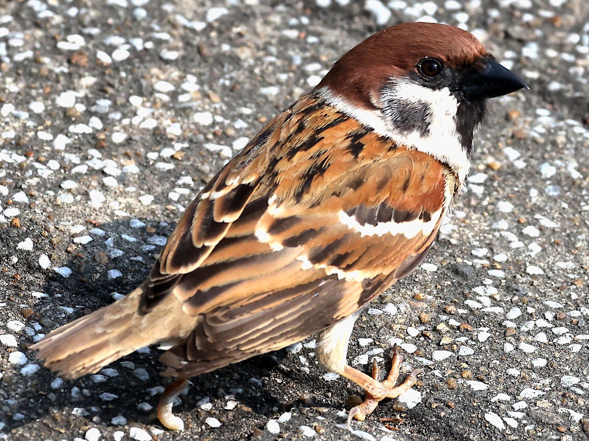Eurasian Tree Sparrow - ML617222203