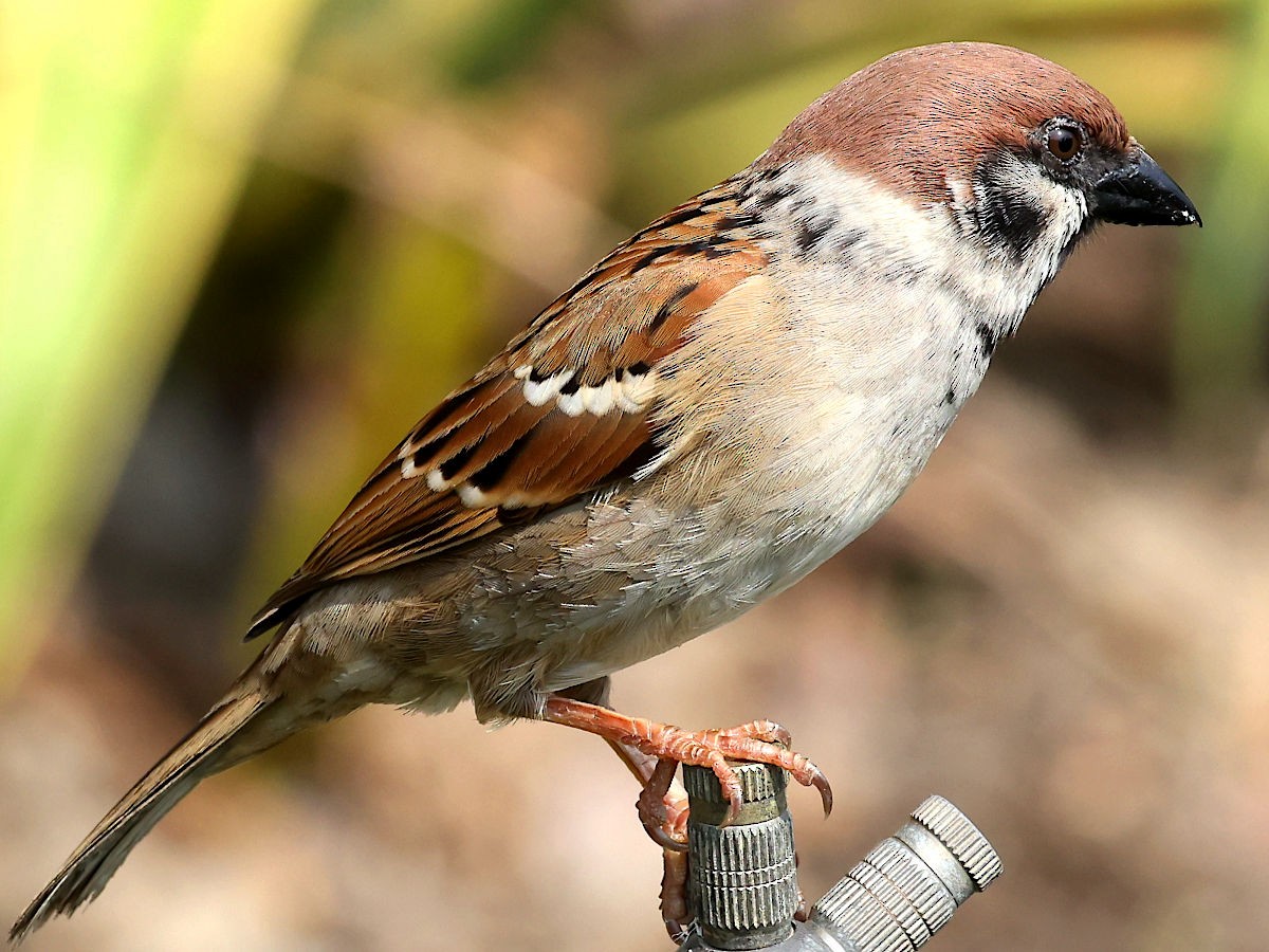 Eurasian Tree Sparrow - ML617222204