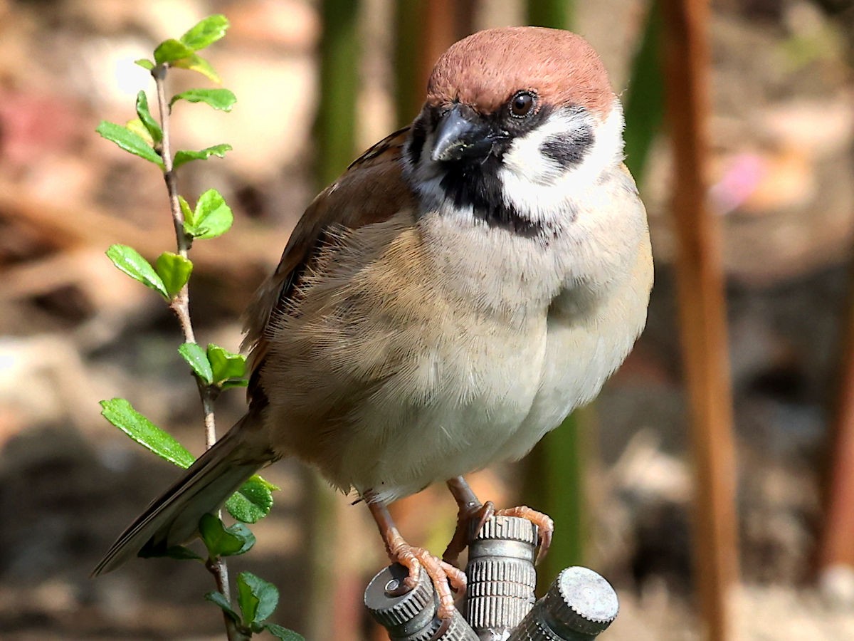 Eurasian Tree Sparrow - ML617222210