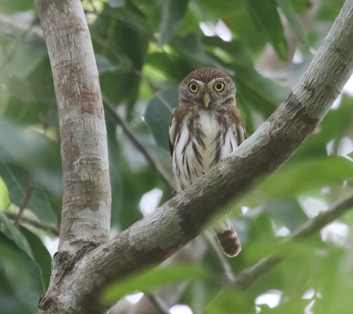 Ferruginous Pygmy-Owl - ML617222229