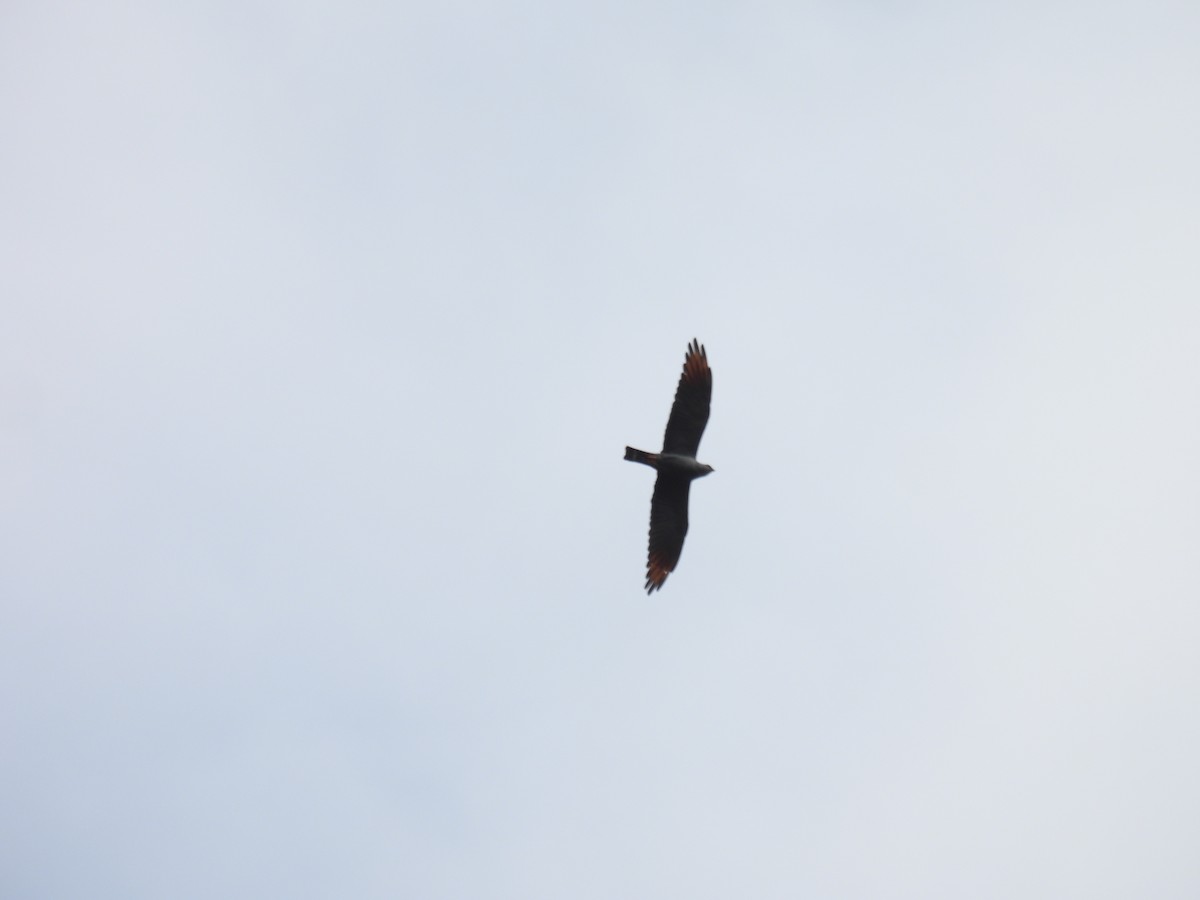 Plumbeous Kite - ML617222289