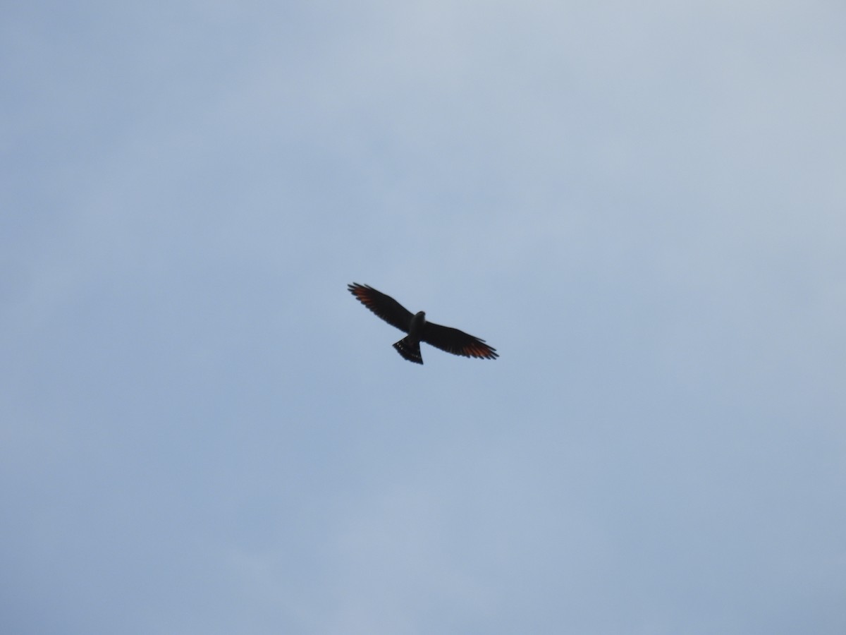 Plumbeous Kite - ML617222291