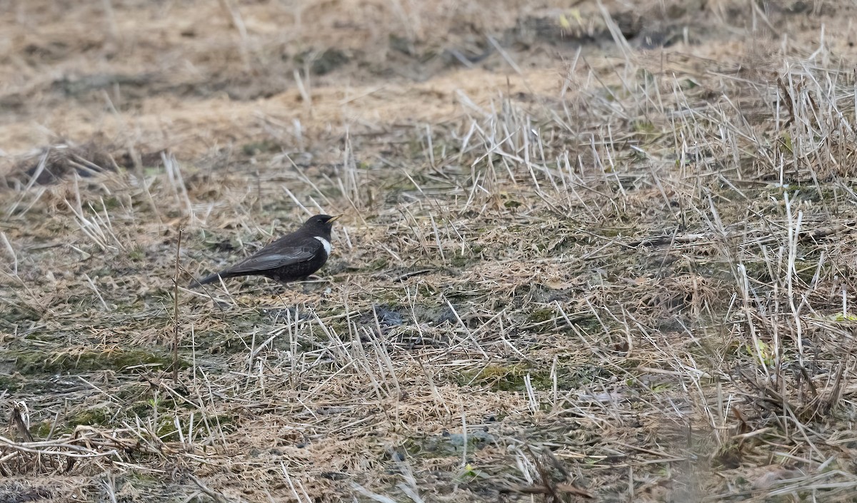 Ring Ouzel (Northern) - ML617222310