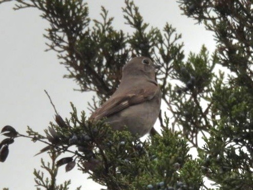 Townsend's Solitaire - ML617222324