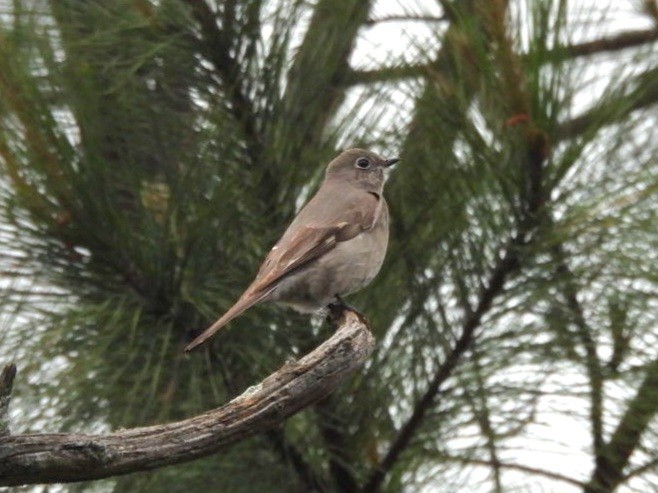 Townsend's Solitaire - ML617222330