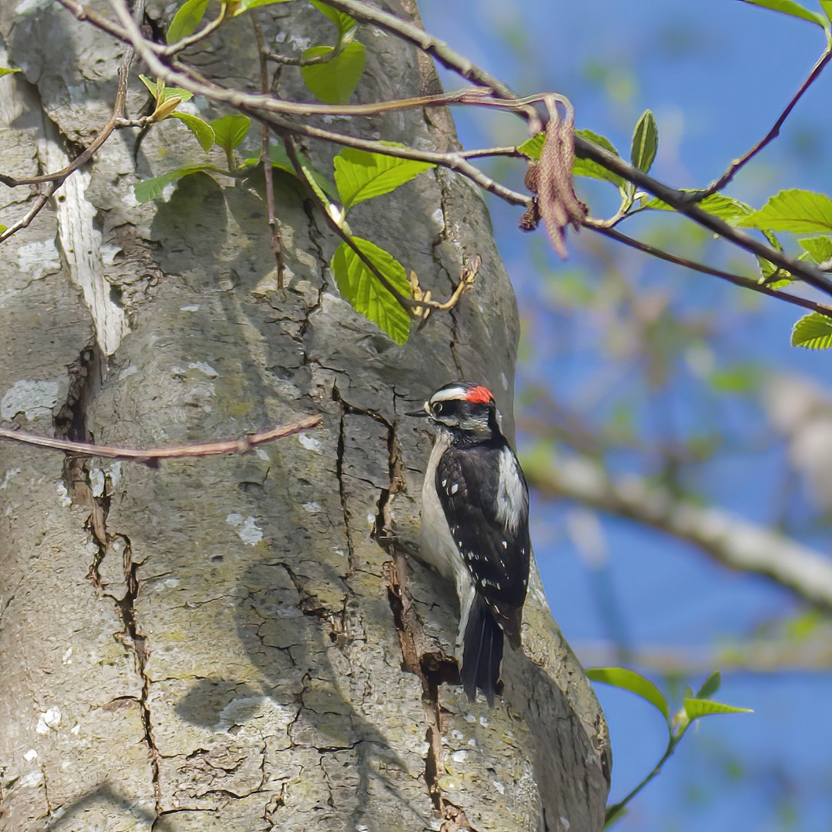 Downy Woodpecker - ML617222365