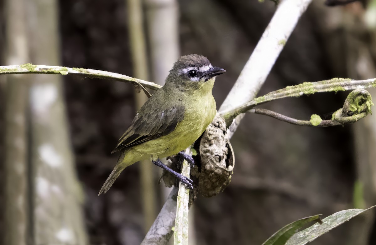 Brown-capped Tyrannulet - ML617222539