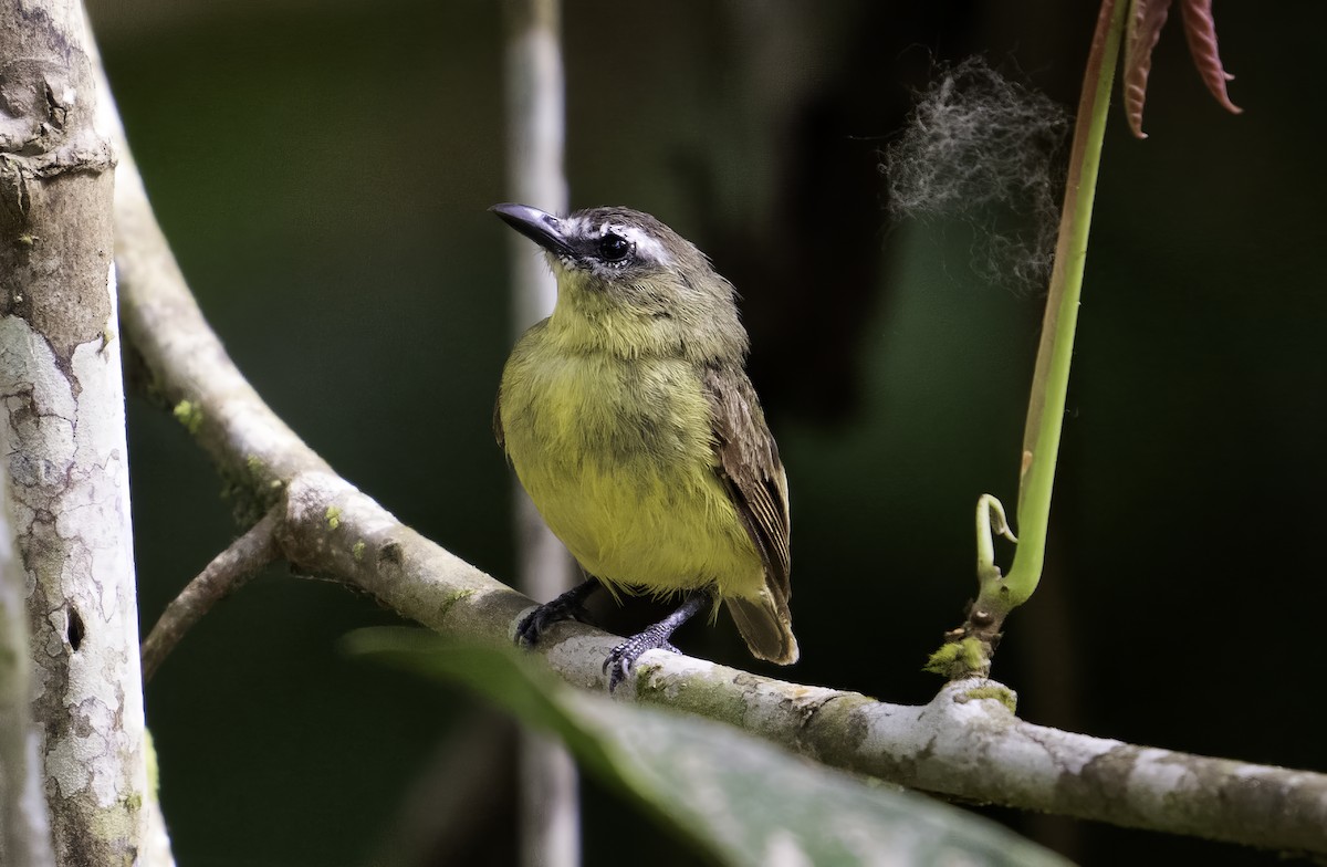 Brown-capped Tyrannulet - ML617222543