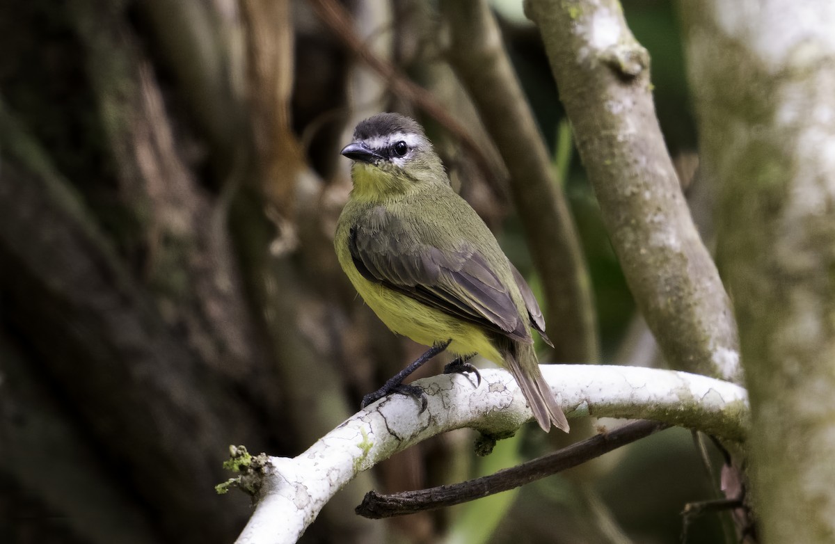 Brown-capped Tyrannulet - ML617222545