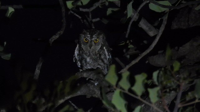 Cyprus Scops-Owl - ML617222581