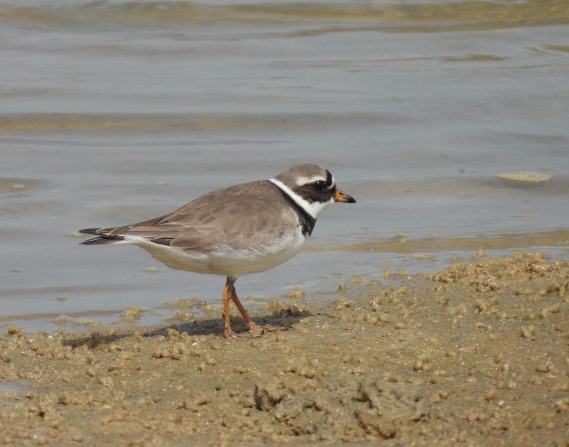 Common Ringed Plover - ML617222718