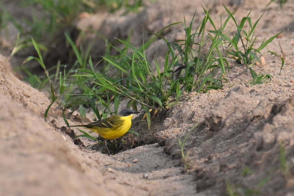 Eastern Yellow Wagtail (Manchurian) - Ting-Wei (廷維) HUNG (洪)