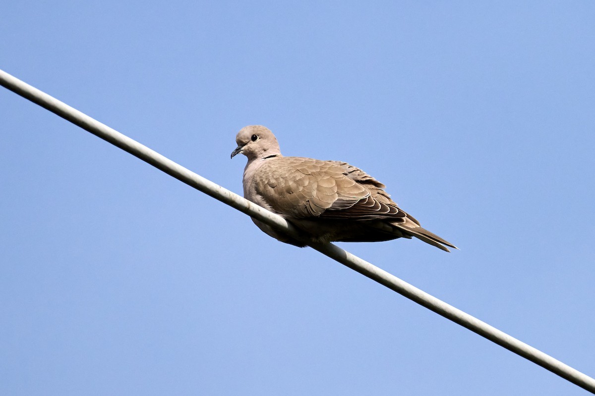 Eurasian Collared-Dove - ML617222832