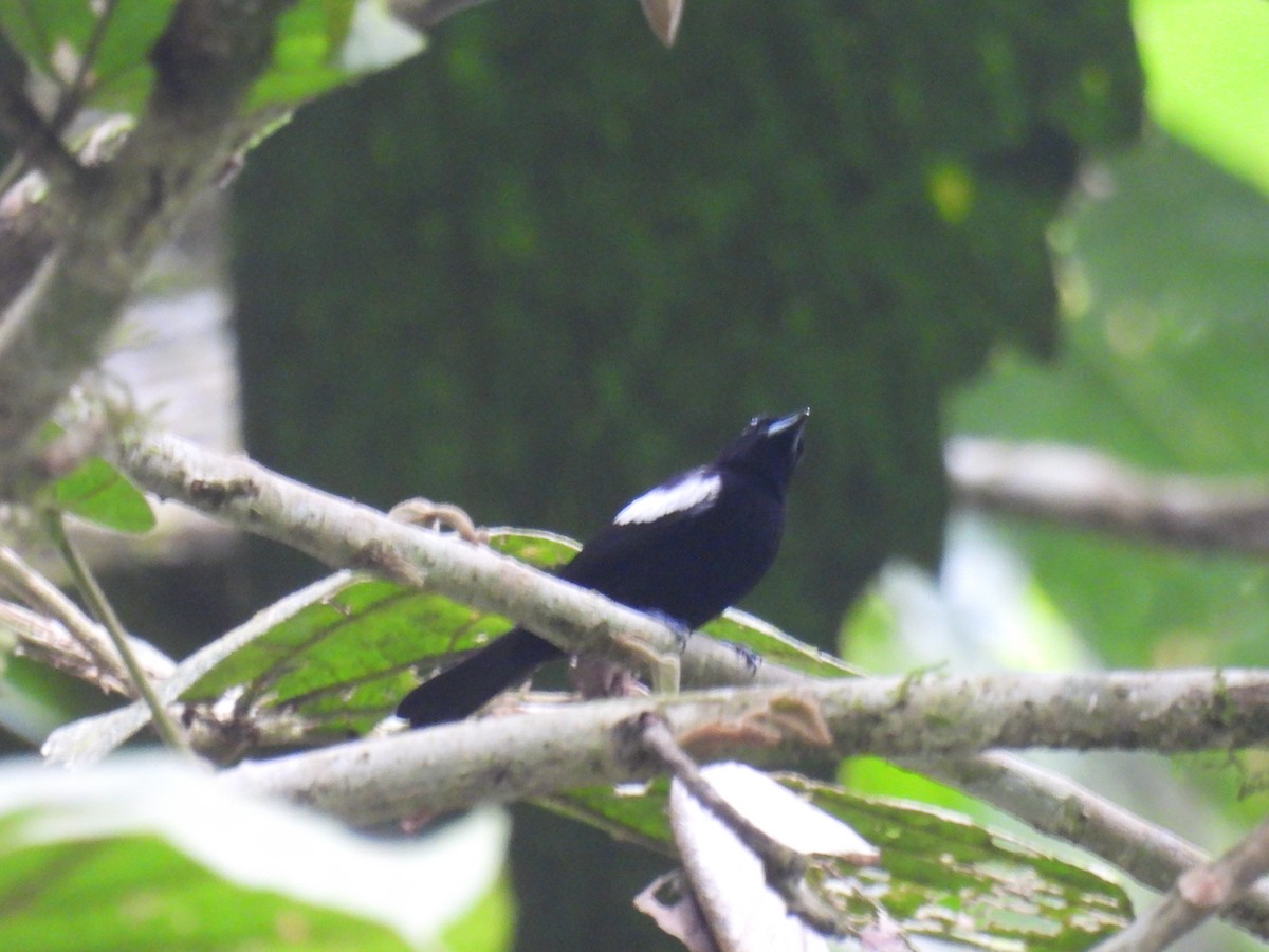 White-shouldered Tanager - ML617222843