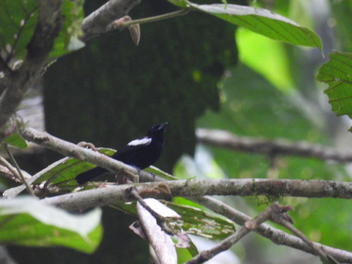 White-shouldered Tanager - ML617222844