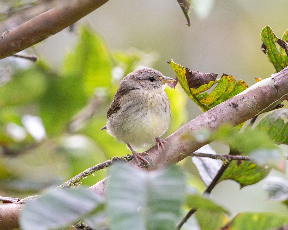 Yellow-browed Sparrow - ML617222862