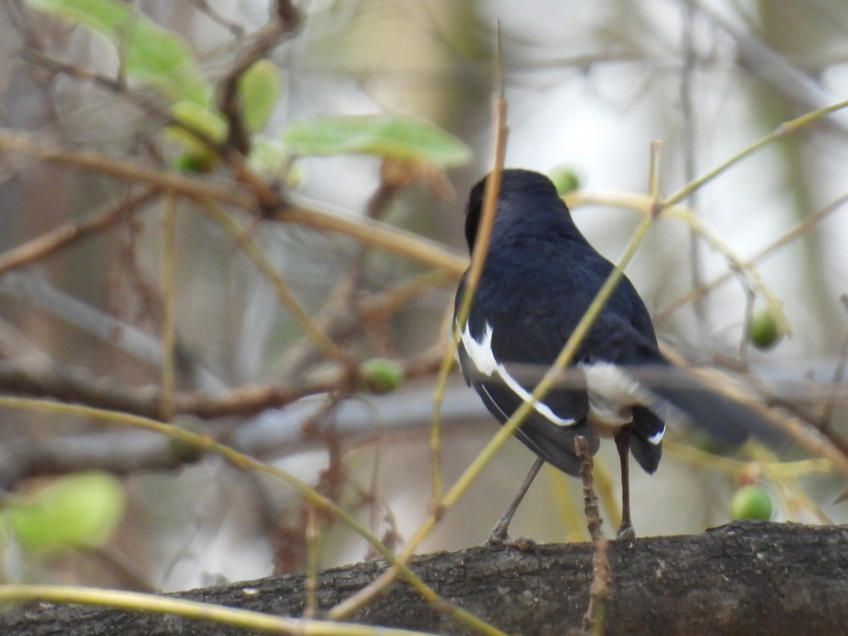 Oriental Magpie-Robin - Murari Varma