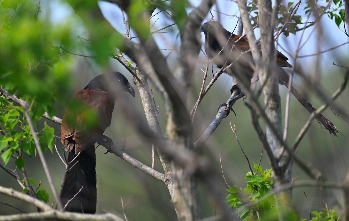 Greater Coucal (Greater) - ML617222910