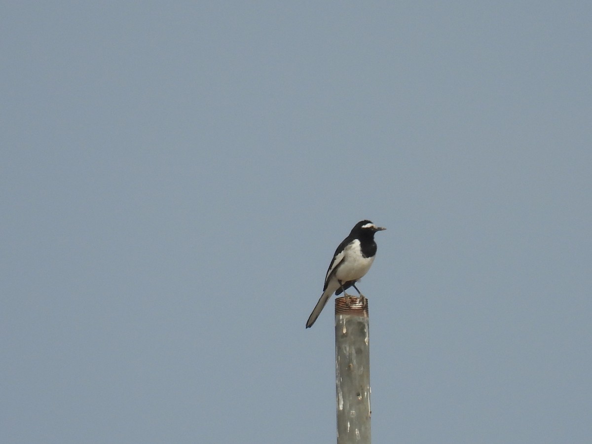 White-browed Wagtail - ML617223058