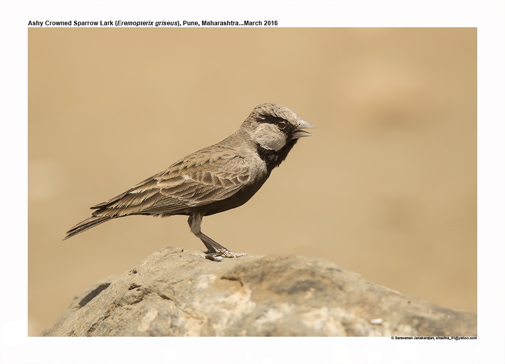 Ashy-crowned Sparrow-Lark - ML617223133
