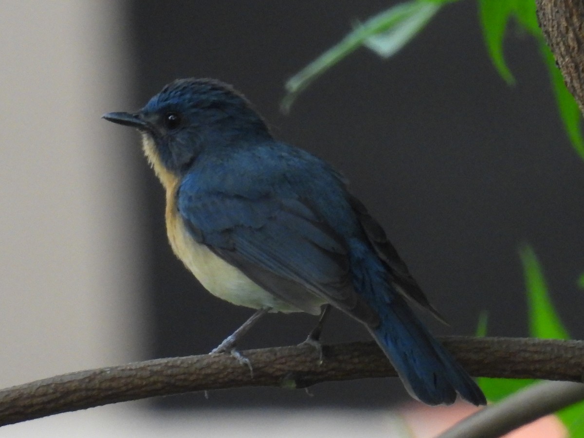 Tickell's Blue Flycatcher - Murari Varma