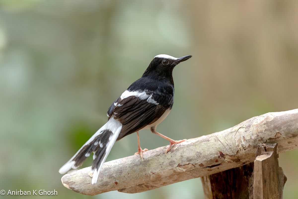 White-crowned Forktail (Malaysian) - ML617223189