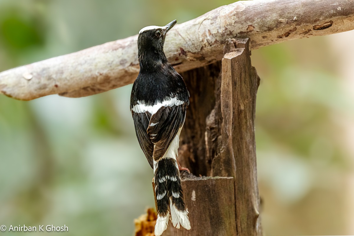 White-crowned Forktail (Malaysian) - ML617223190
