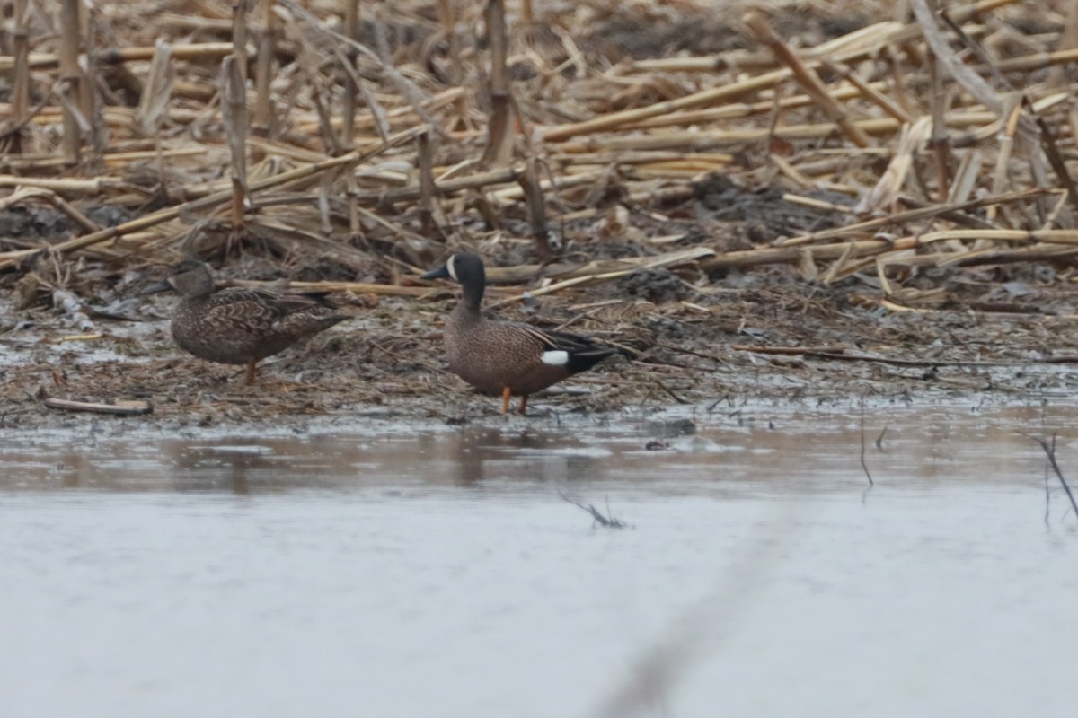 Blue-winged Teal - ML617223192