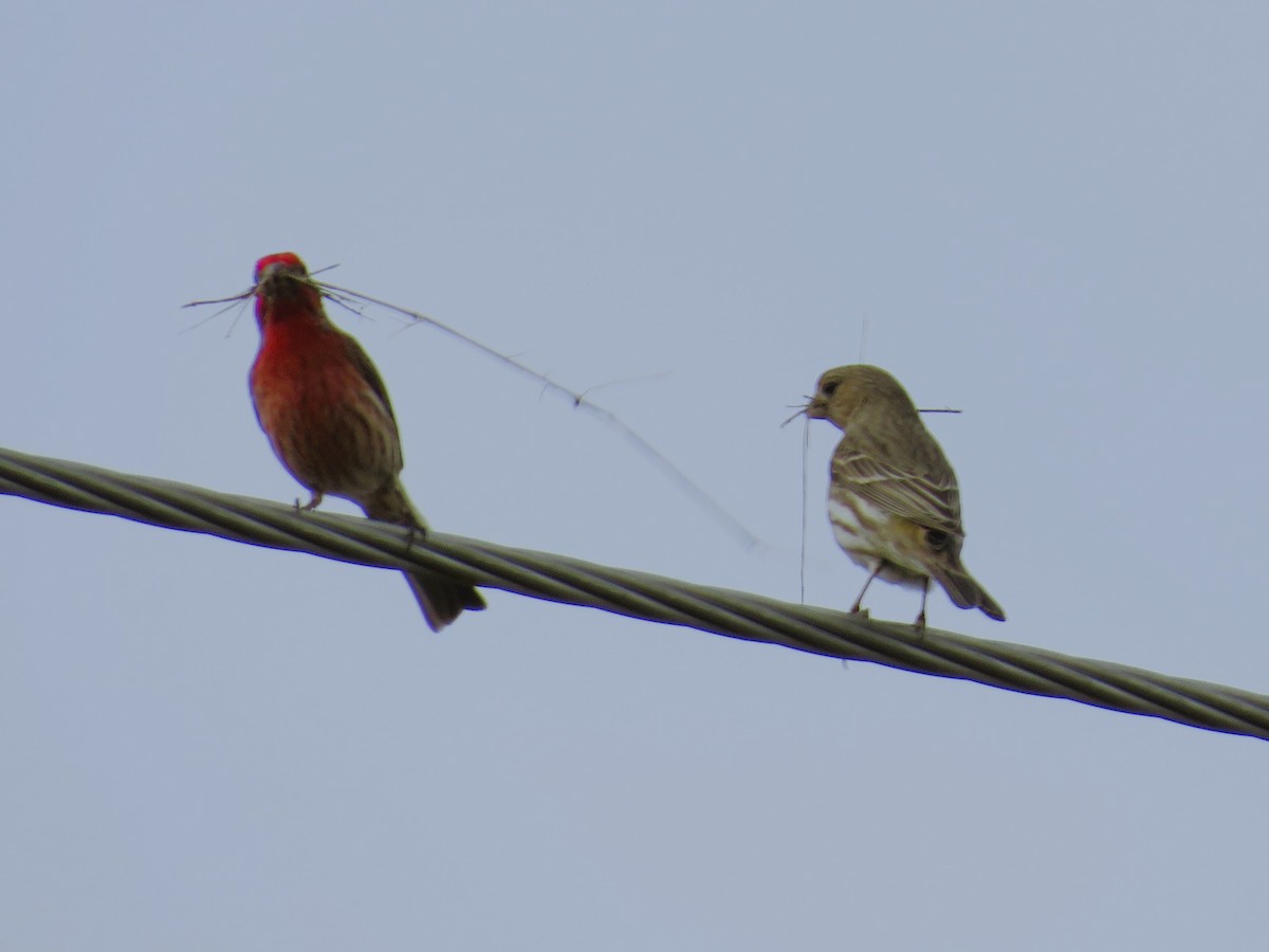 Ebird Checklist - 25 Mar 2024 - Oreapolis, Nebraska, Us - 2 Species