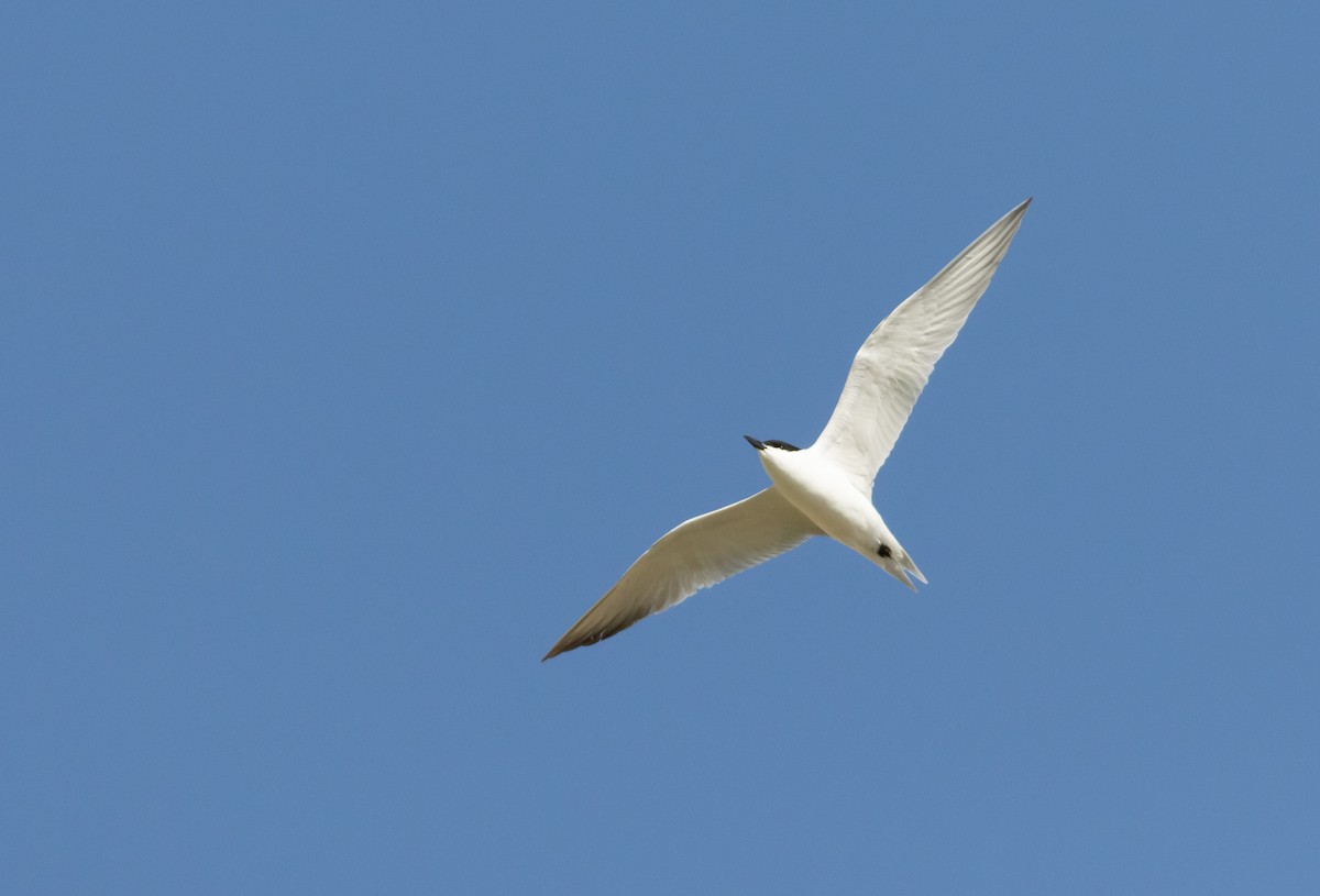 Gull-billed Tern - Rami Derech