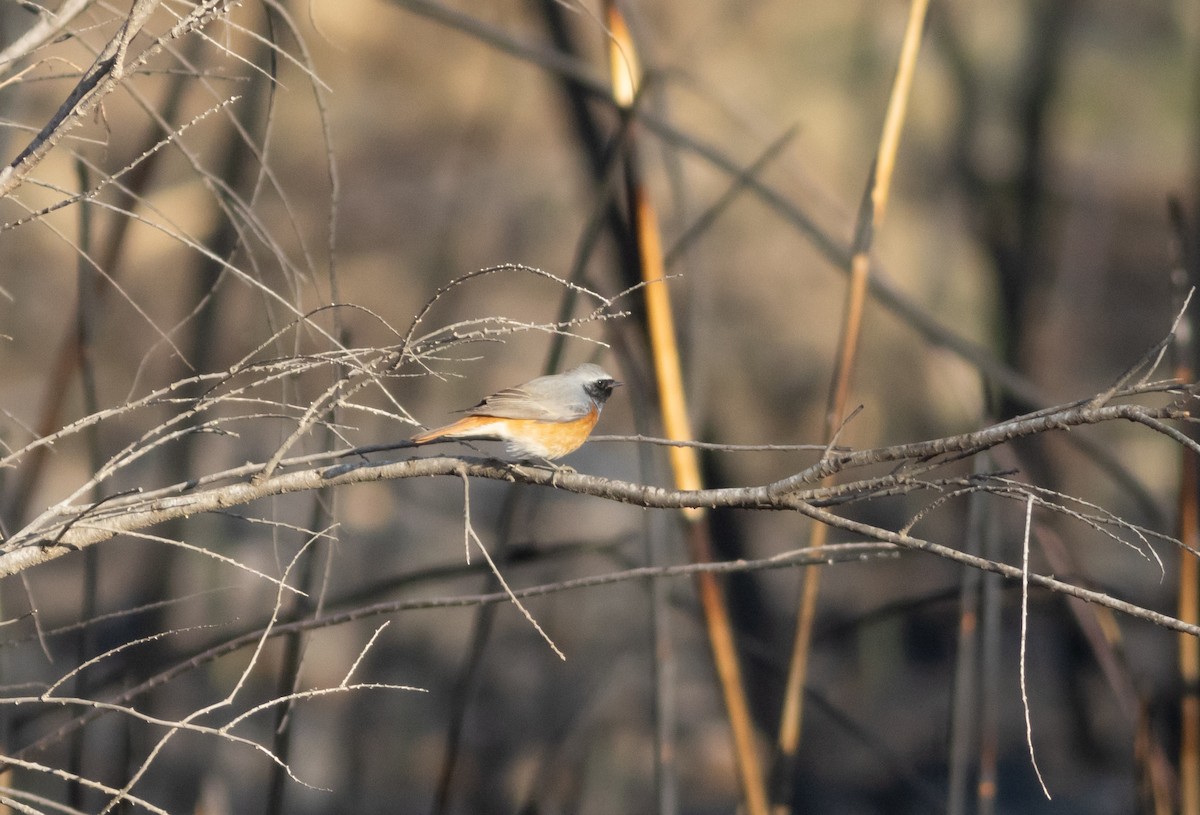 Common Redstart - Rami Derech