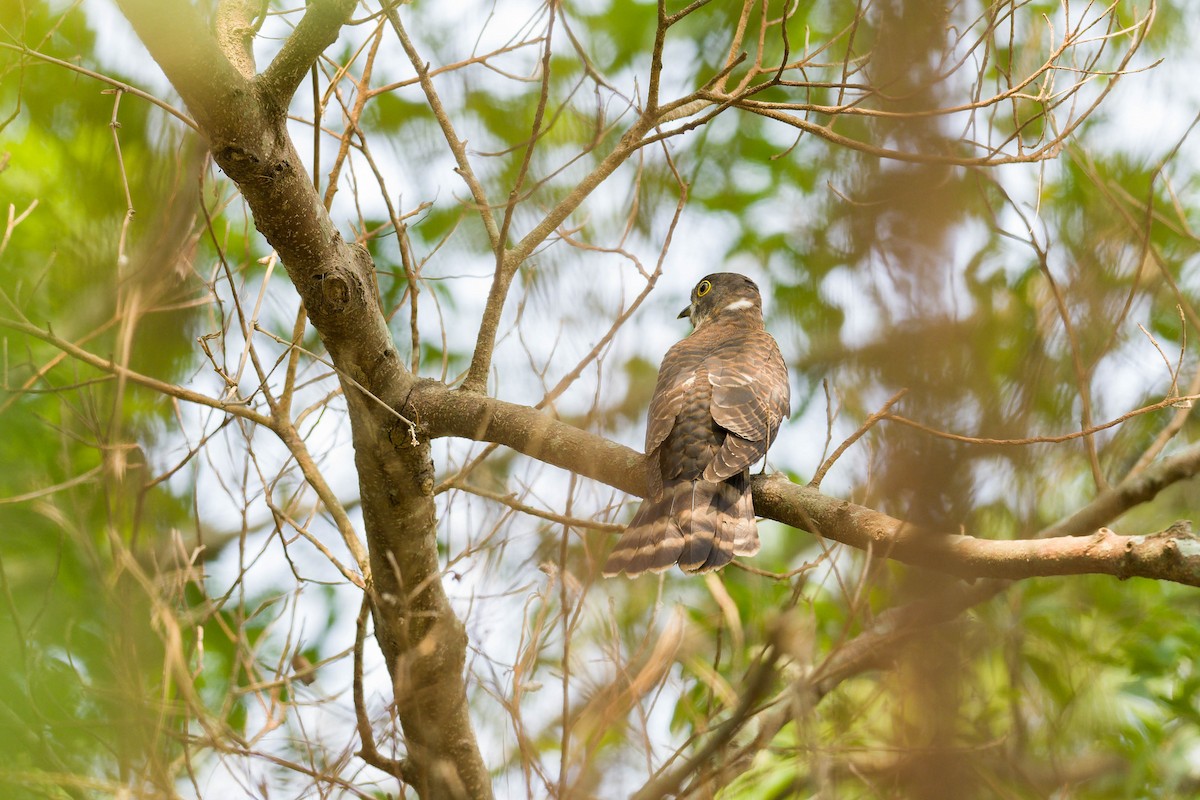 Hodgson's Hawk-Cuckoo - ML617223386