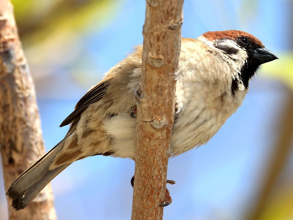 Eurasian Tree Sparrow - ML617223437