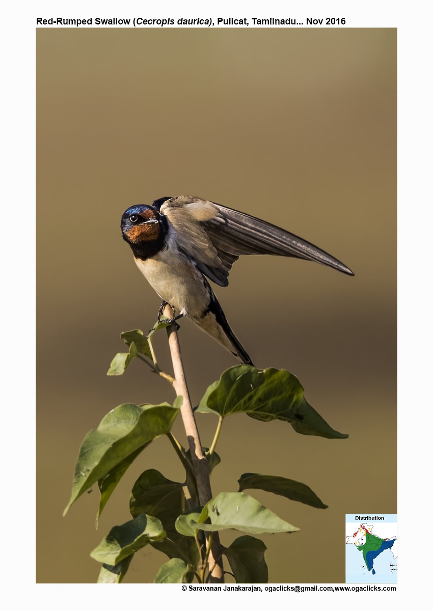 Red-rumped Swallow - Saravanan Janakarajan