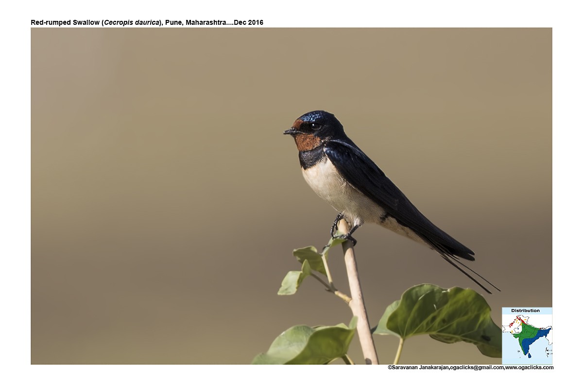 Red-rumped Swallow - ML617223449