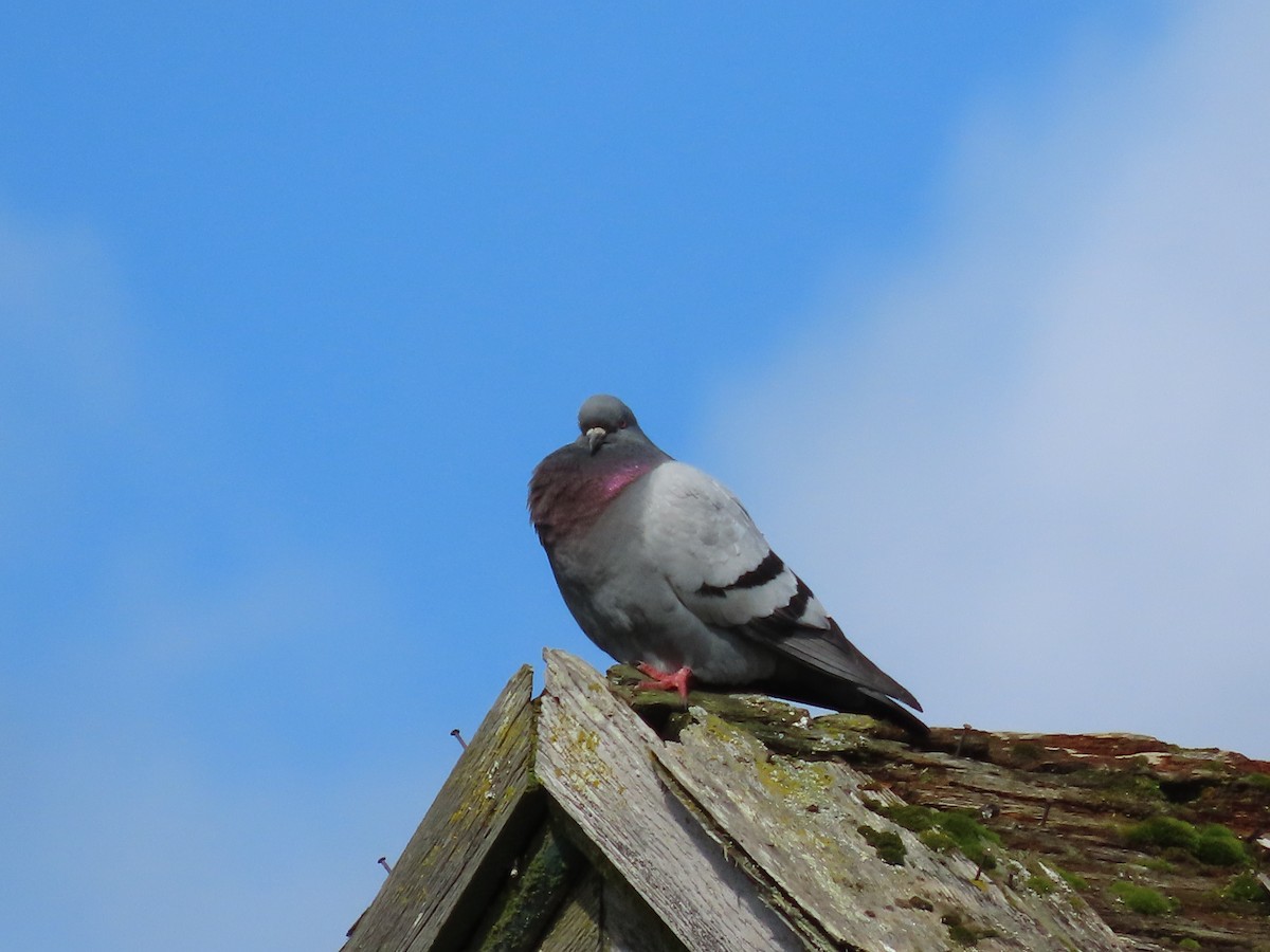 Rock Pigeon (Feral Pigeon) - ML617223452