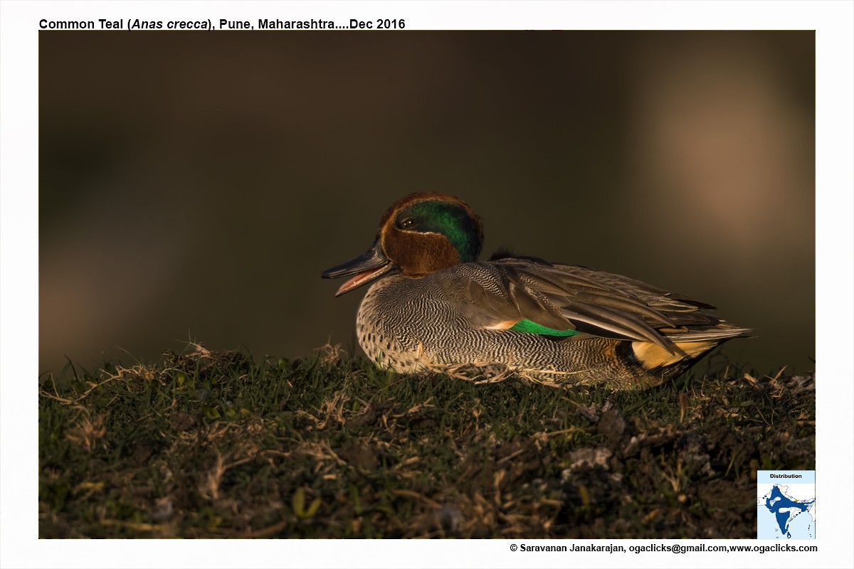 Green-winged Teal - ML617223464